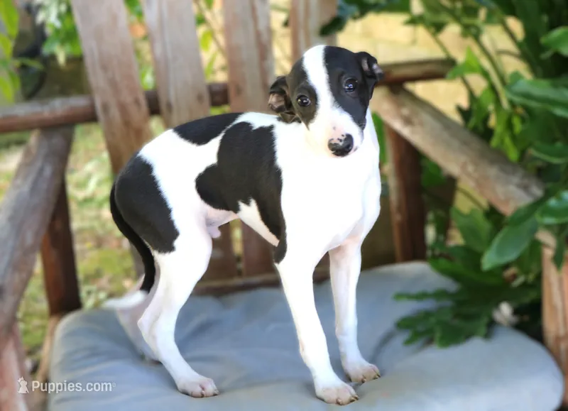 Warren – Italian Greyhound puppy for sale in Choudrant, LA