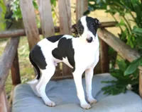 Warren, a male Italian Greyhound for sale in Choudrant, LA – Photo 2 of 2