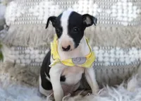 processed/3f0a6eba-c5bf-4faf-8013-c56edc4478e7/listing/abda97bc-ad2c-4214-96df-38598f190a59/ea03b11d-24a1-4289-a31c-f8379973016a