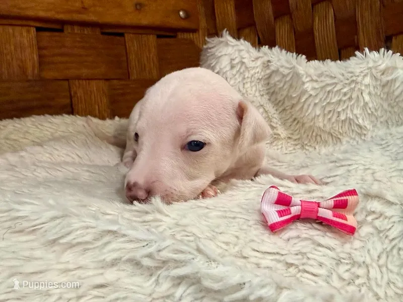 Stella – Italian Greyhound puppy for sale in Choudrant, LA