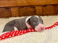 Bodhi, a male Italian Greyhound for sale in Choudrant, LA – Photo 3 of 3