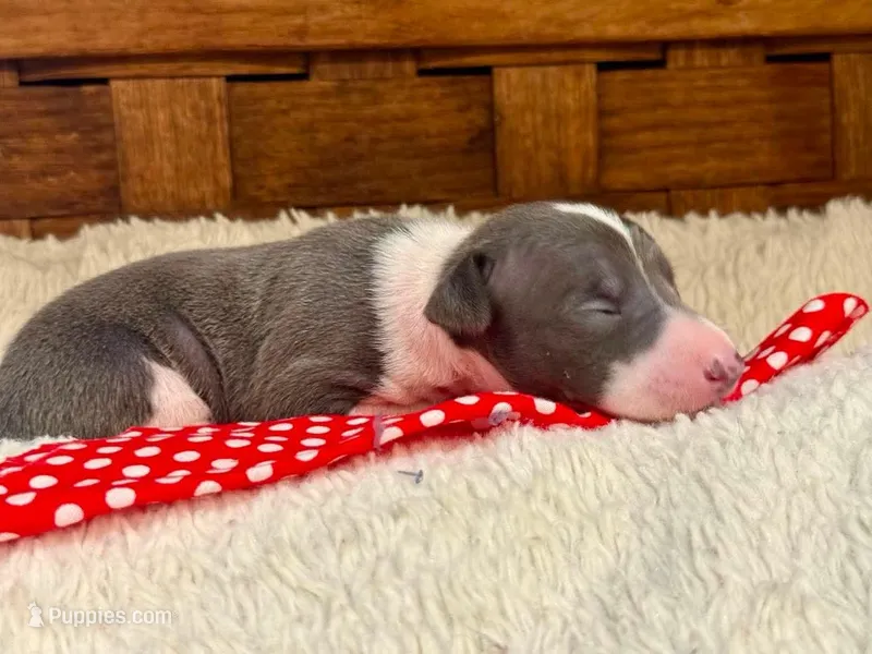 Bodhi – Italian Greyhound puppy for sale in Choudrant, LA