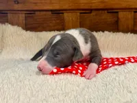 Bodhi, a male Italian Greyhound for sale in Choudrant, LA – Photo 2 of 3