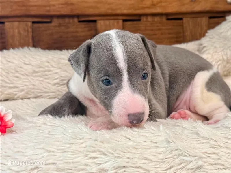 Ivy – Italian Greyhound puppy for sale in Choudrant, LA