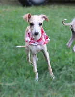 Donald, a male Italian Greyhound for sale in Choudrant, LA – 4 of 4