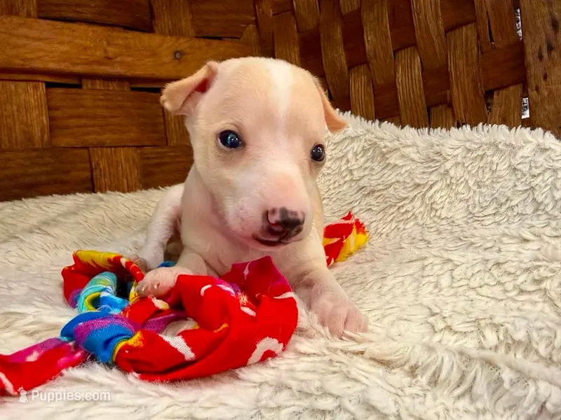 Bodhi – Italian Greyhound puppy for sale in Choudrant, LA