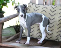 Ivy, a female Italian Greyhound for sale in Choudrant, LA – 8 of 10