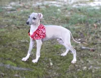 Mickey, a male Italian Greyhound for sale in Choudrant, LA – 4 of 6