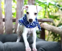 Cosmo, a male Italian Greyhound for sale in Choudrant, LA – 1 of 2