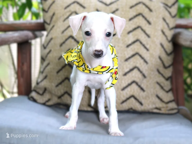 Gatsby – Italian Greyhound puppy for sale in Choudrant, LA