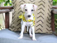 Gatsby, a male Italian Greyhound for sale in Choudrant, LA – 1 of 2