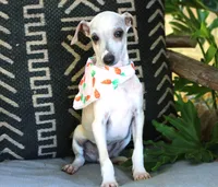 Mellow, a male Italian Greyhound for sale in Choudrant, LA – Photo 2 of 2