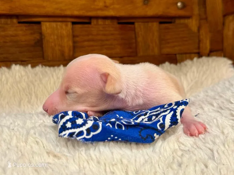 Barkley, a male Italian Greyhound for sale in Choudrant, LA – Photo 1 of 3
