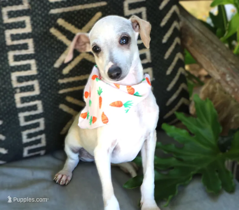 Mellow – Italian Greyhound puppy for sale in Choudrant, LA