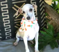 Mellow, a male Italian Greyhound for sale in Choudrant, LA – Photo 1 of 2