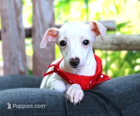 Elroy – Italian Greyhound puppy for sale in Choudrant, LA