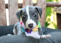 Ivy, a female Italian Greyhound for sale in Choudrant, LA – 4 of 10