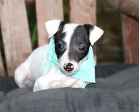 Bruno, a male Italian Greyhound for sale in Choudrant, LA – 2 of 3