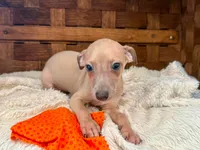 Biggie - Our Biggy Iggy, a male Italian Greyhound for sale in Choudrant, LA – 1 of 1