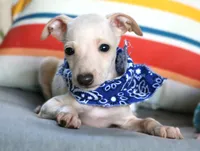 Maverick, a male Italian Greyhound for sale in Choudrant, LA – 2 of 2