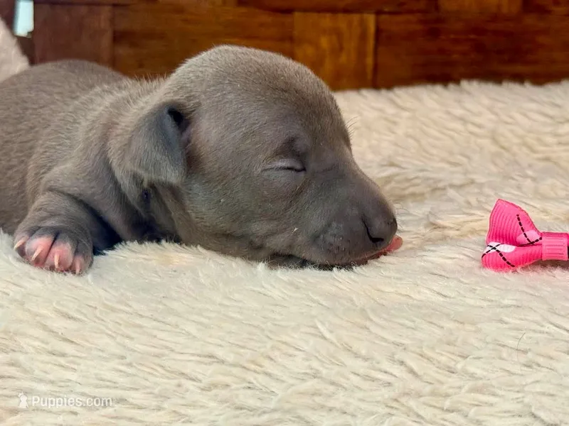 Fefe – Italian Greyhound puppy for sale in Choudrant, LA