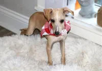 Donald, a male Italian Greyhound for sale in Choudrant, LA – 3 of 4