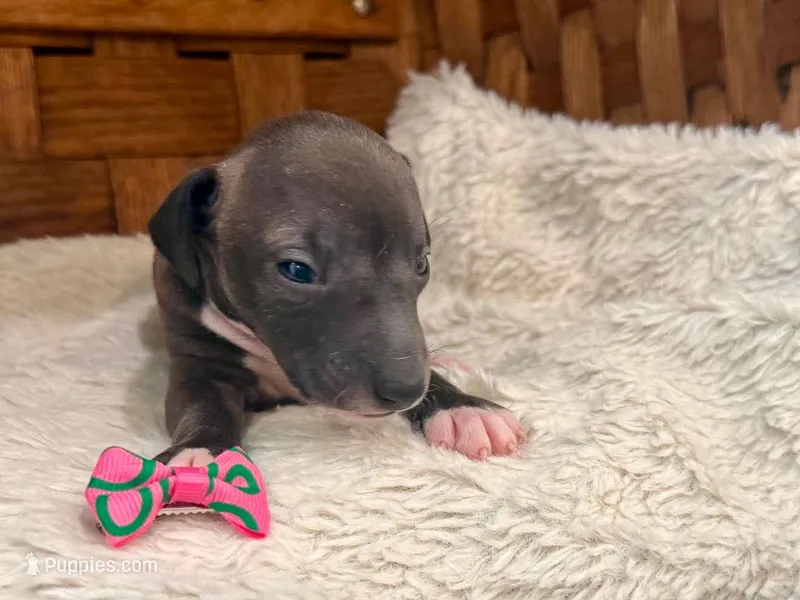 Fiona – Italian Greyhound puppy for sale in Choudrant, LA