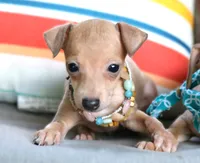 Mia, a female Italian Greyhound for sale in Choudrant, LA – 2 of 2