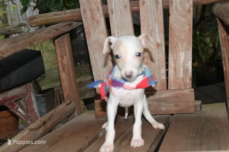 Bandit – Italian Greyhound puppy for sale in Choudrant, LA