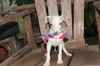Bandit, a male Italian Greyhound for sale in Choudrant, LA – 1 of 2