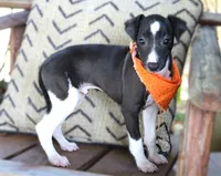 Izzard, a male Italian Greyhound for sale in Choudrant, LA – 4 of 4