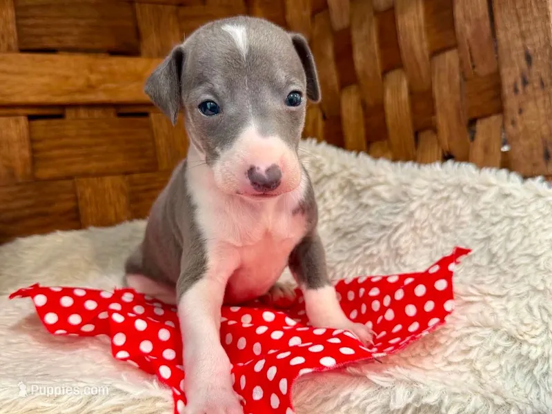 Barkley – Italian Greyhound puppy for sale in Choudrant, LA