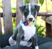 Ivy, a female Italian Greyhound for sale in Choudrant, LA – 5 of 10