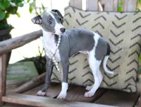 Ivy, a female Italian Greyhound for sale in Choudrant, LA – 9 of 10
