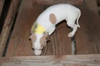Boomer, a male Italian Greyhound for sale in Choudrant, LA – 3 of 4