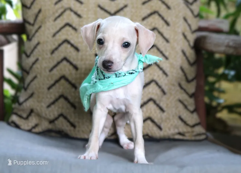 Apollo – Italian Greyhound puppy for sale in Choudrant, LA