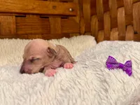 Willow, a female Italian Greyhound for sale in Choudrant, LA – Photo 2 of 3