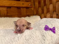Willow, a female Italian Greyhound for sale in Choudrant, LA – Photo 3 of 3