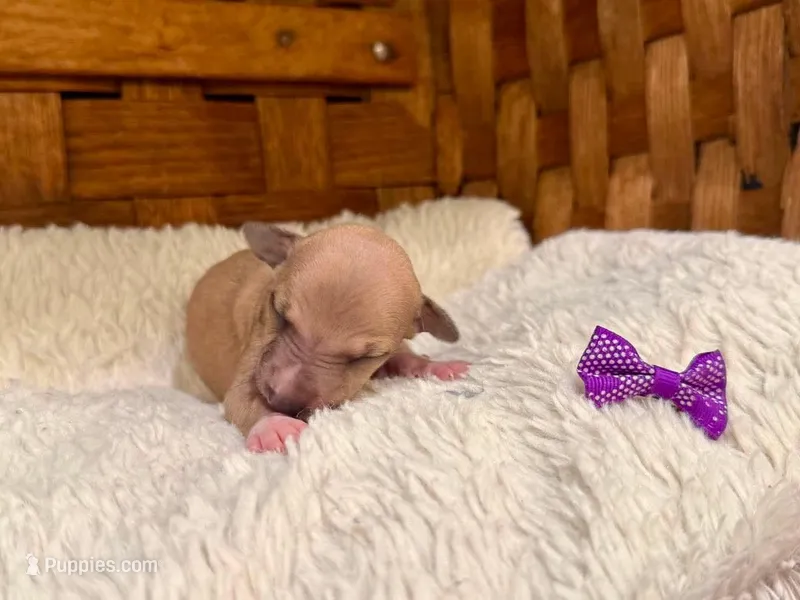 Willow – Italian Greyhound puppy for sale in Choudrant, LA