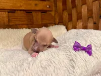 Willow, a female Italian Greyhound for sale in Choudrant, LA – Photo 1 of 3