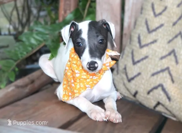 Bruno – Italian Greyhound puppy for sale in Choudrant, LA