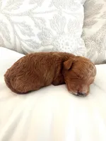 Winston, a male Goldendoodle for sale in Jamestown, SC – Photo 3 of 5
