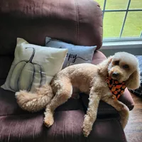 Winston, a male Goldendoodle for sale in Jamestown, SC – Photo 2 of 5