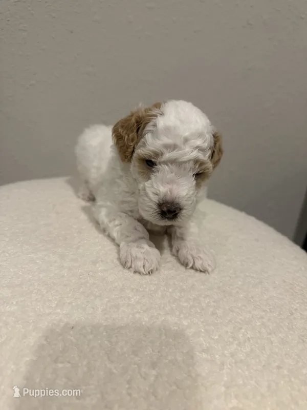 Beau – Goldendoodle puppy for sale in Jamestown, SC