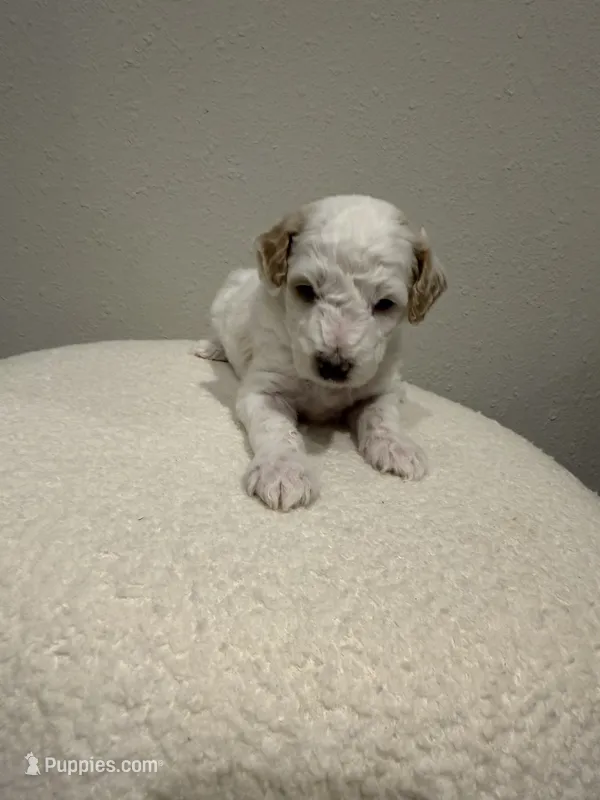 Winnie – Goldendoodle puppy for sale in Jamestown, SC