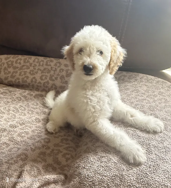 Winnie – Goldendoodle puppy for sale in Jamestown, SC