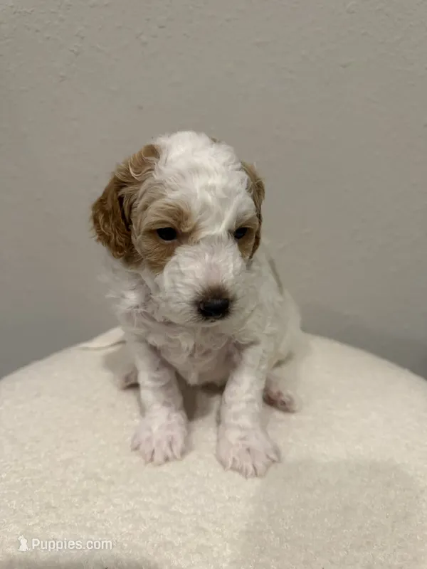 Colt – Goldendoodle puppy for sale in Jamestown, SC
