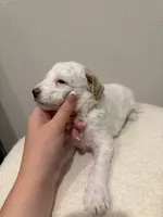 Winnie, a female Goldendoodle for sale in Jamestown, SC – 2 of 8