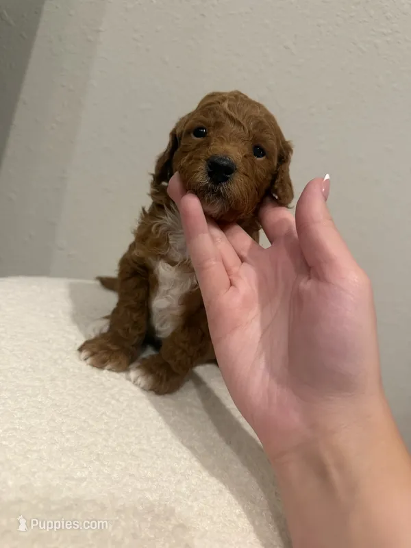 Winston – Goldendoodle puppy for sale in Jamestown, SC