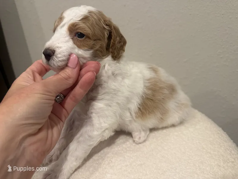 Honey – Goldendoodle puppy for sale in Jamestown, SC